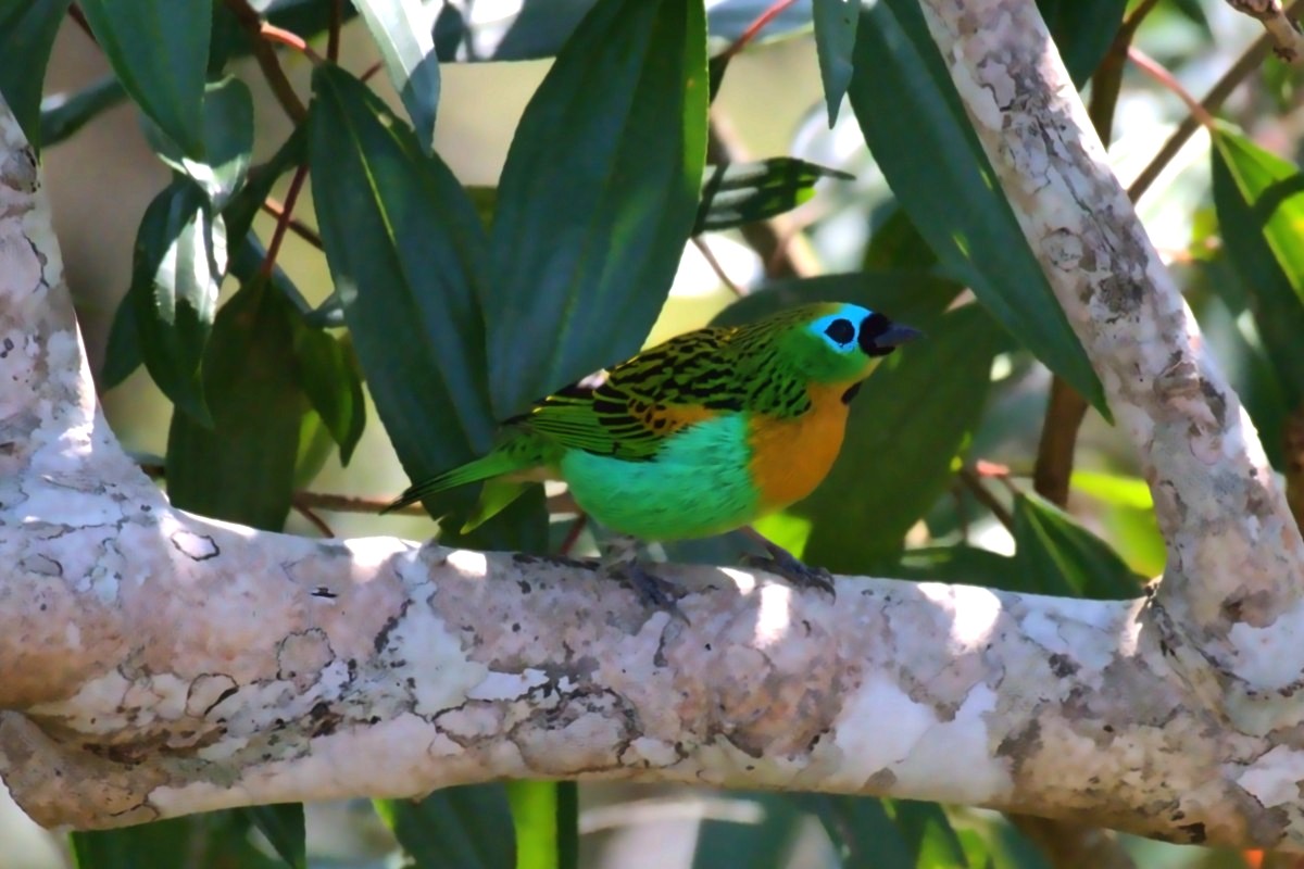 culled, cropped and edited bird