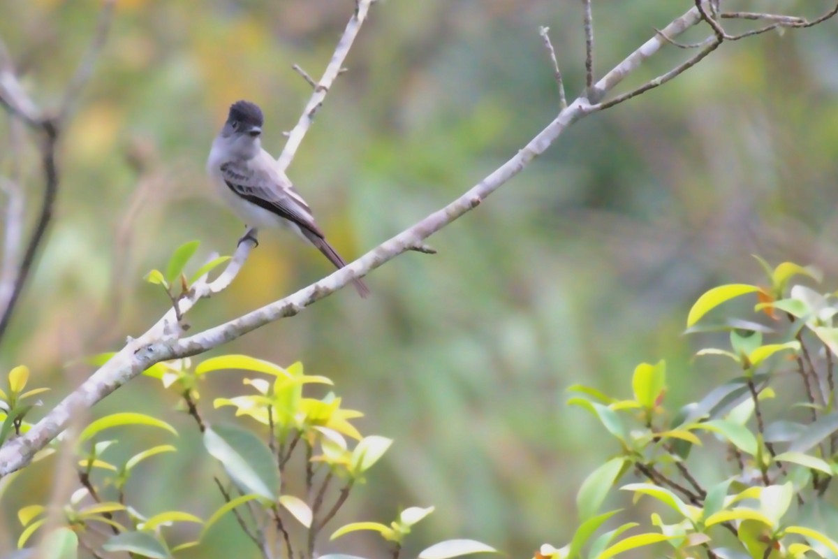 reframed and enhanced perched bird