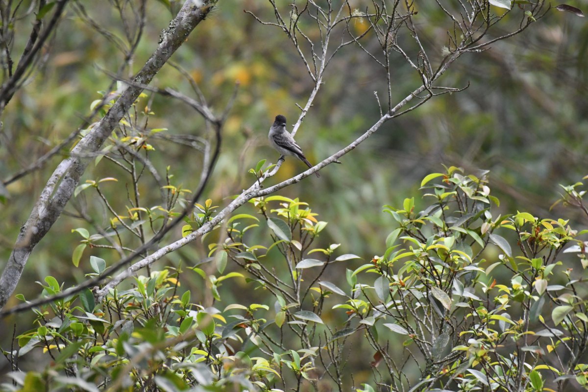original distant perched bird