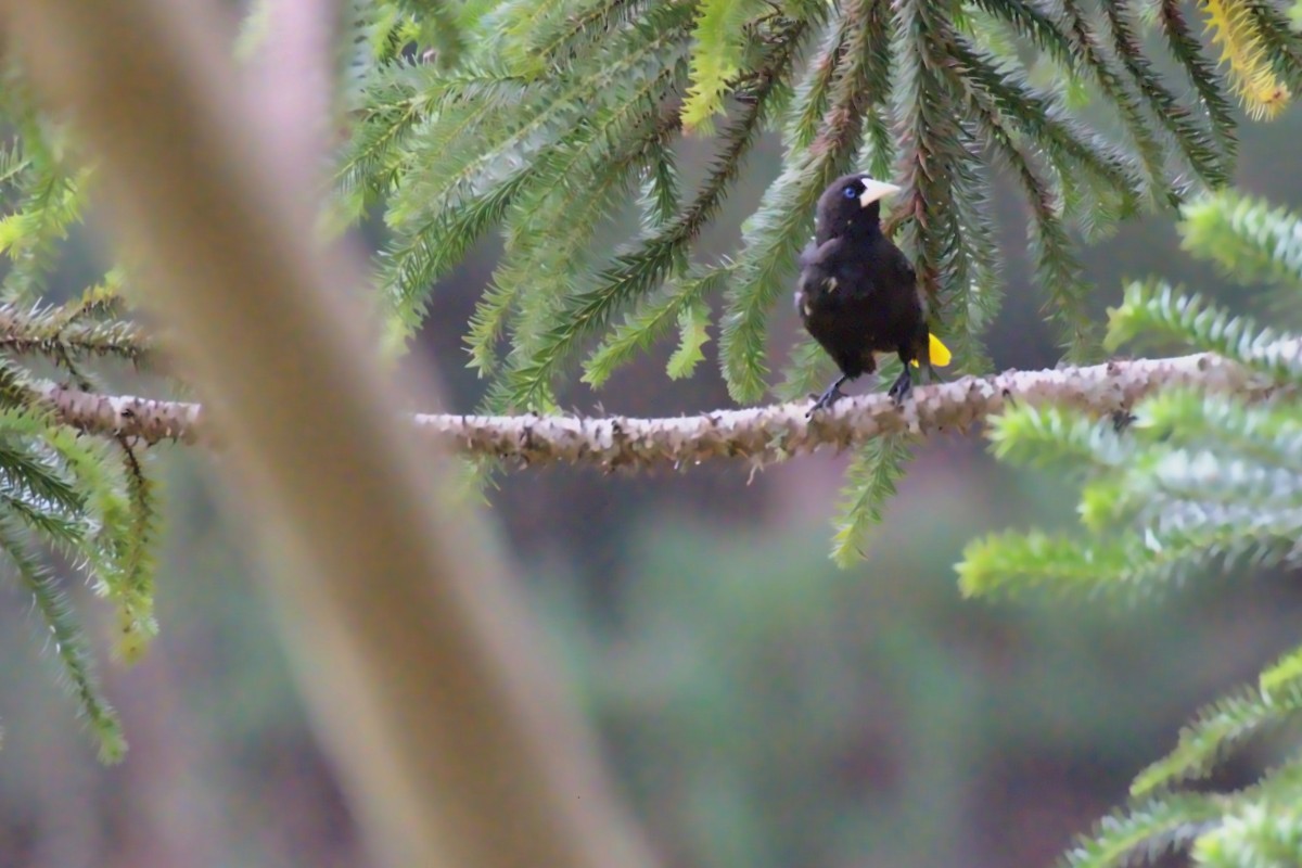 brightened and cropped bird on a branch