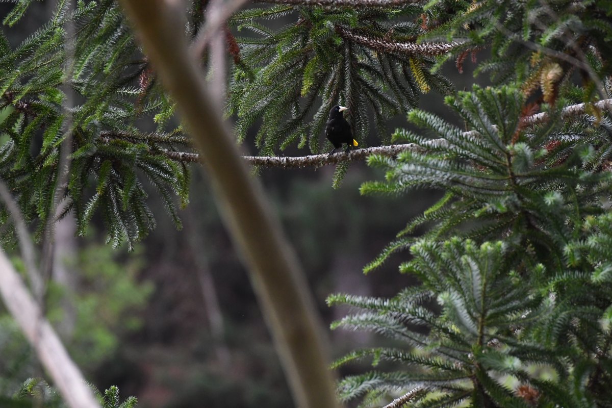 original dark bird on a branch